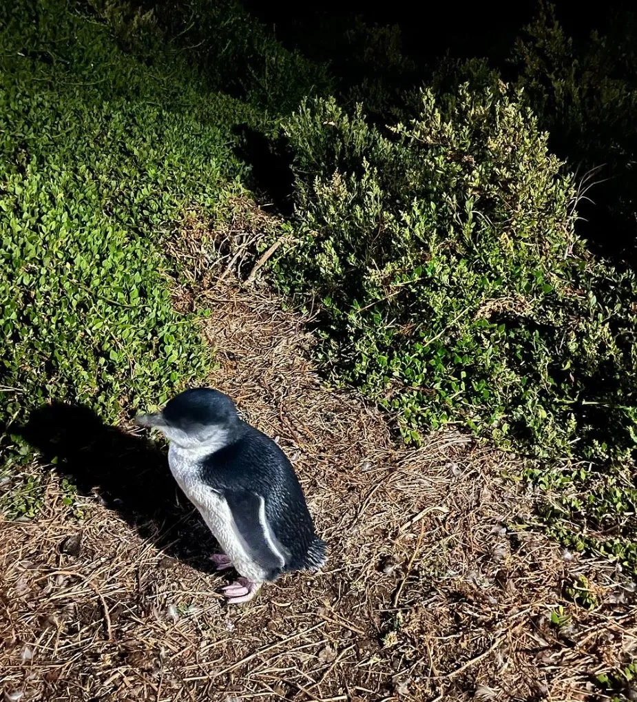 Behind-the-Scenes at the Penguin Parade