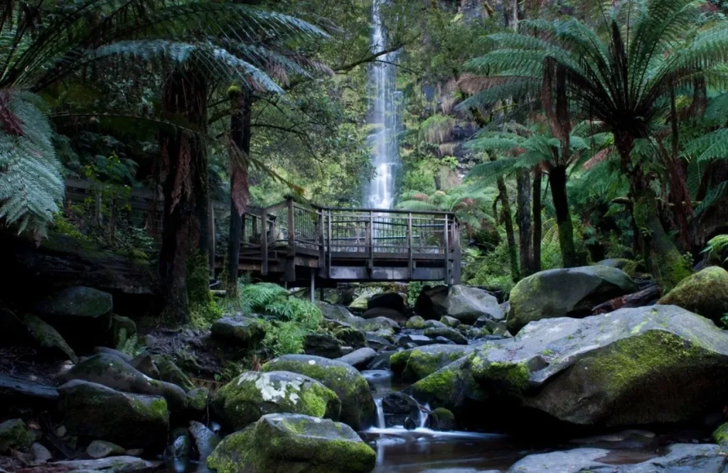 Exploring the Otways