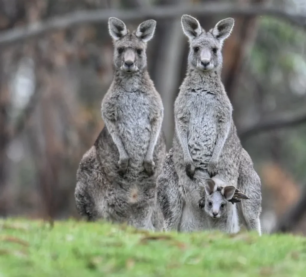 kangaroos