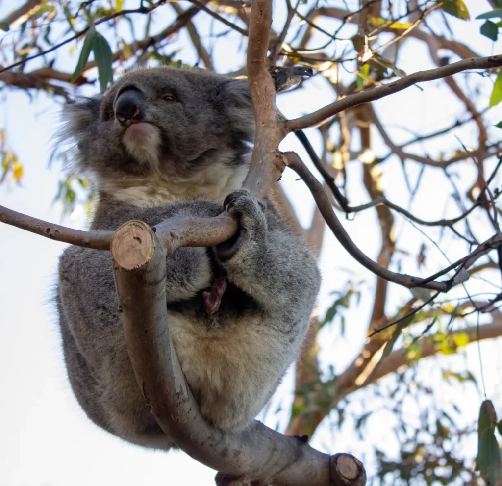 Koala Conservation Centre