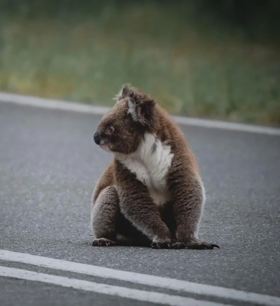 Koalas Great Otway National Park