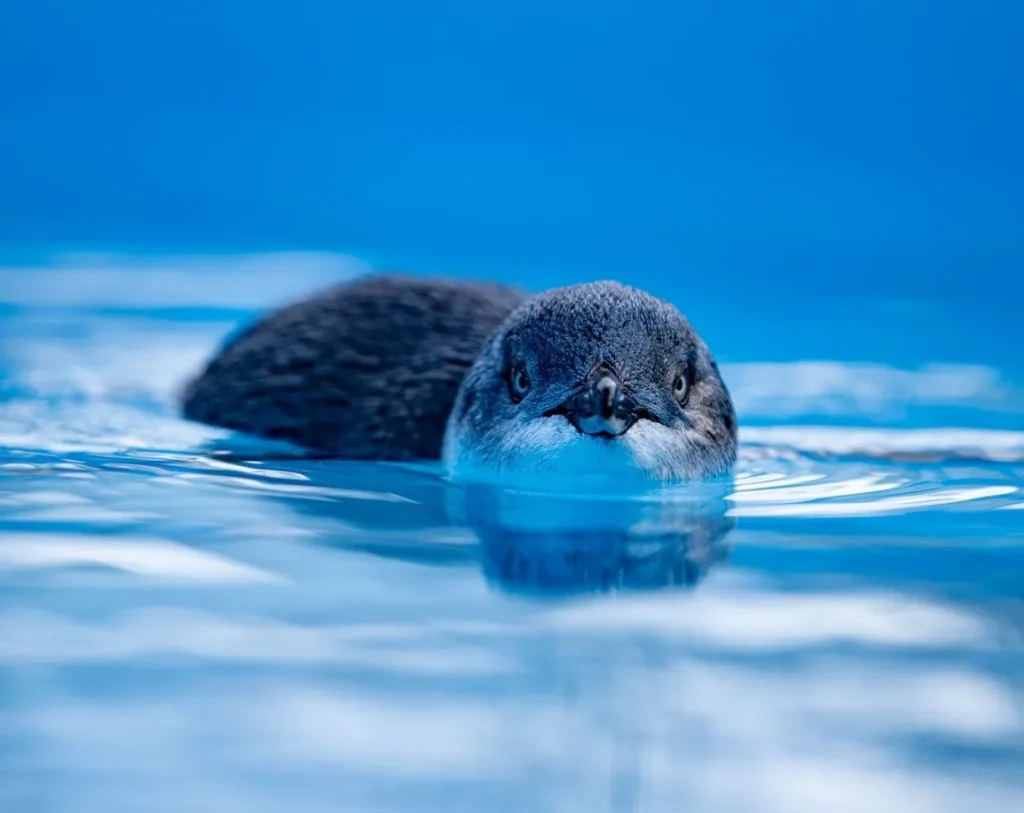 Life of Penguins at Phillip Island