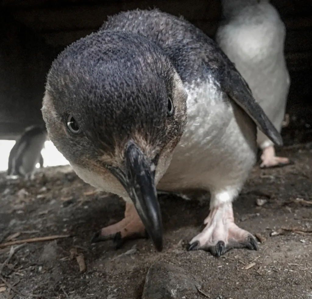 Monitoring Penguin Behavior