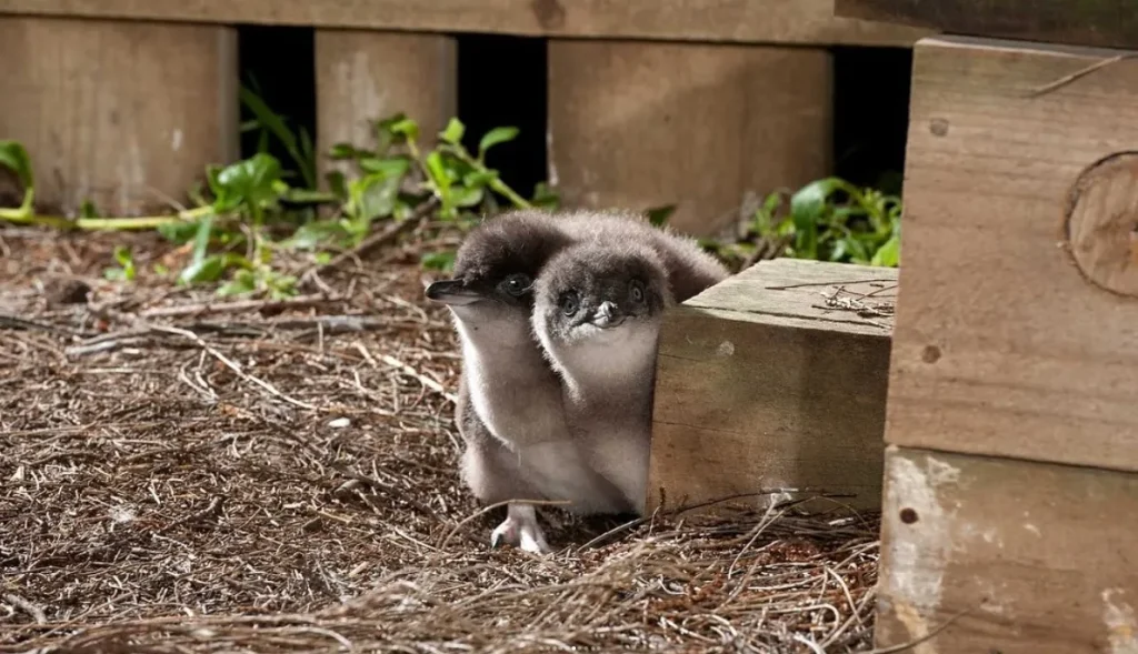 Penguin Population on Phillip Island