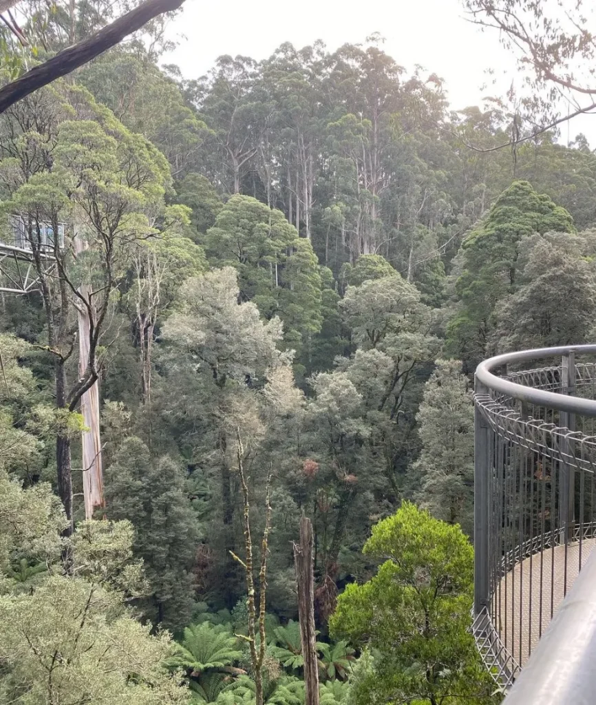 The Otway Fly Treetop