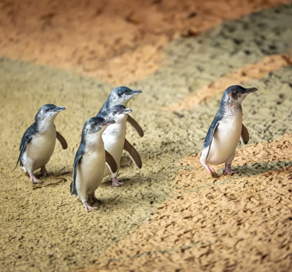 The Penguin Parade at Phillip Island