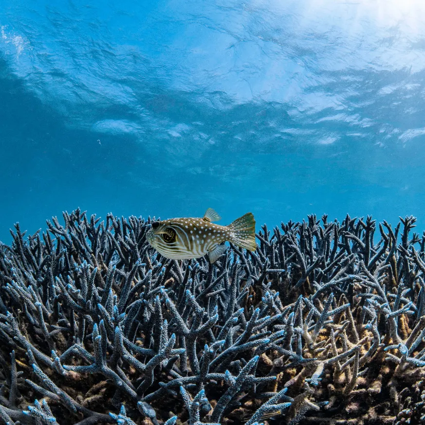 Ningaloo Reef tour