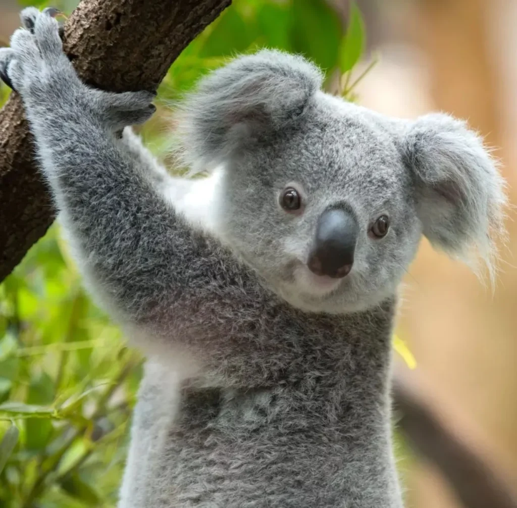 Koalas