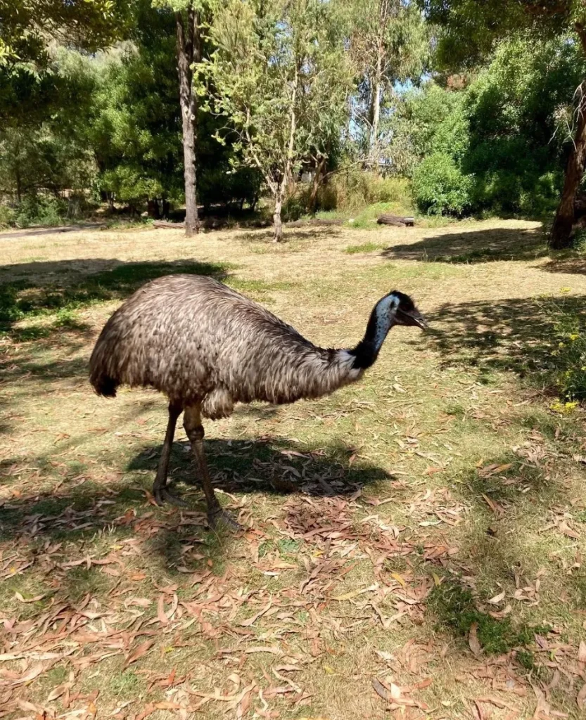 Tower Hill Wildlife Reserve