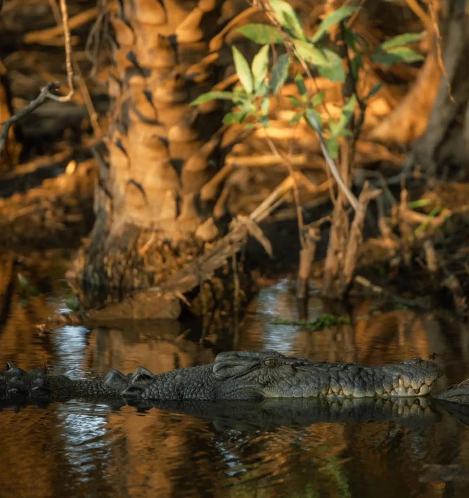 How Much Is a Kakadu Park Pass?